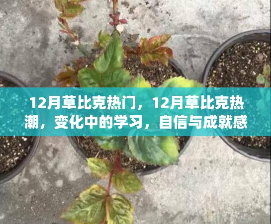 12月草比克热潮，变化中的学习与自信成就之旅