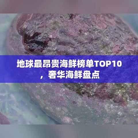 地球最昂贵海鲜榜单TOP10，奢华海鲜盘点