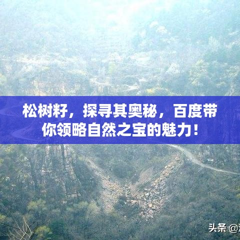 松树籽，探寻其奥秘，百度带你领略自然之宝的魅力！