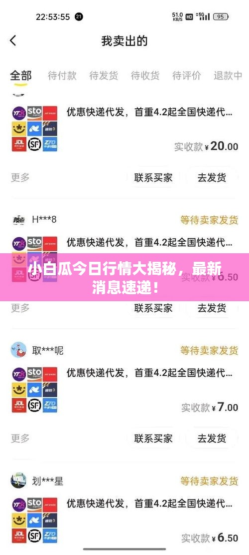 小白瓜今日行情大揭秘，最新消息速递！