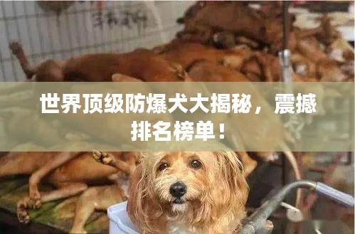 世界顶级防爆犬大揭秘，震撼排名榜单！