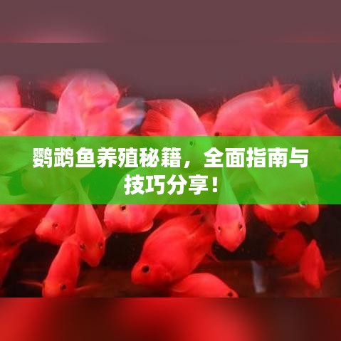 鹦鹉鱼养殖秘籍，全面指南与技巧分享！