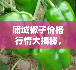 蒲城椒子价格行情大揭秘，最新报价一网打尽！