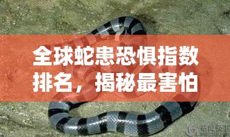 全球蛇患恐惧指数排名，揭秘最害怕蛇的地方！