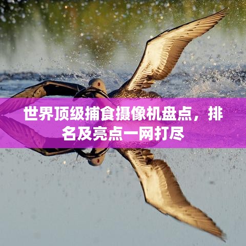 世界顶级捕食摄像机盘点，排名及亮点一网打尽